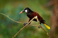Vlhovec aztecky - Psarocolius montezuma - Montezuma Oropendola o3857